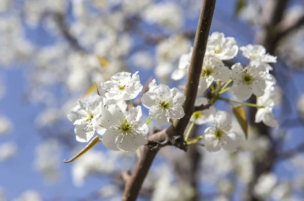 Pear Blossoms in Beijing, China, Asia