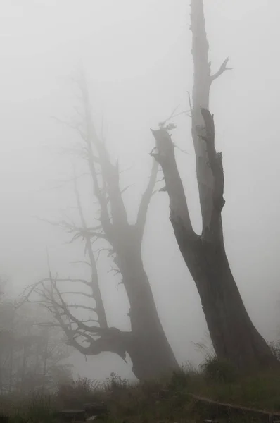 Nevoeiro Árvores Alishan Scenic Area Alishan Chiayi Taiwan — Fotografia de Stock