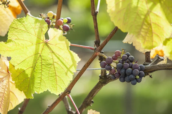 Vine Grape Victoria Island Vancouver Canada — Stockfoto