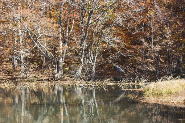 Akçaağaç yaprakları Japonya, Asya ile,