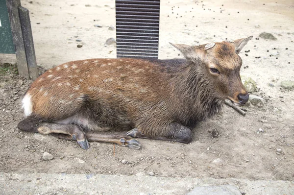 Sika Deer Nara Prefecture Japan Asia — Stock fotografie