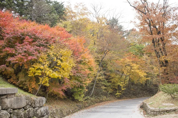 Folhas Bordo Gayasan Park Coréia — Fotografia de Stock