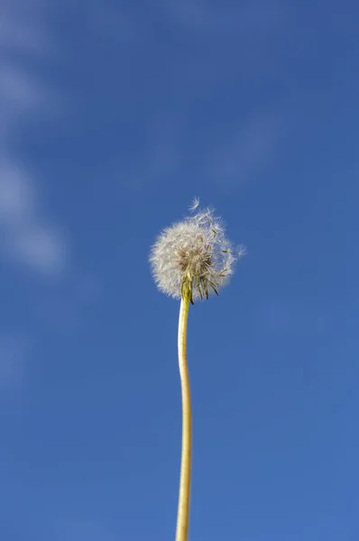 Dandelion Park Seattle Usa — Stock Photo, Image