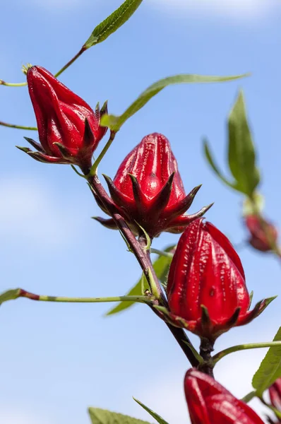 Flores Rosela Fondo Cerca — Foto de Stock