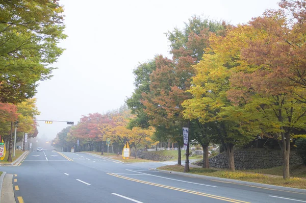 Ahornblätter Gyeongju Korea — Stockfoto