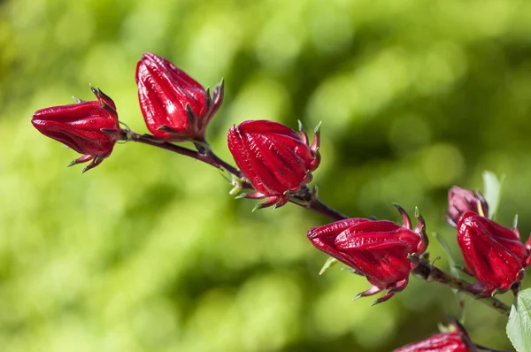 Flores Rosela Fondo Cerca — Foto de Stock