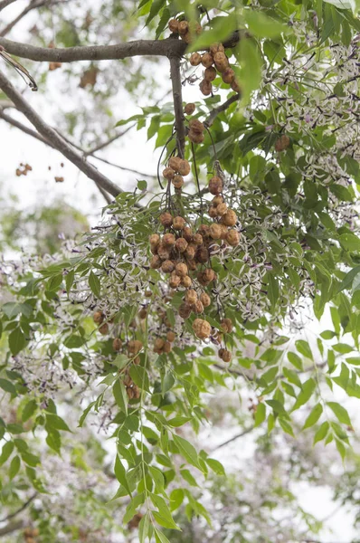 Cerezos Chiayi Taiwán Asia — Foto de Stock