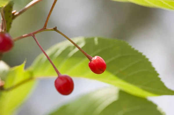 stock image Alishan  Scenic Area, Alishan, Chiayi, Taiwan, Asia, Plant,