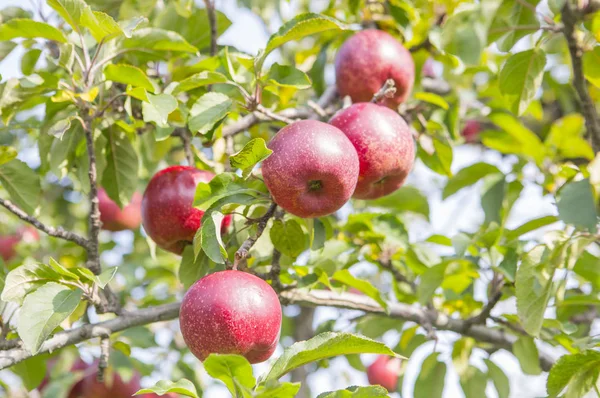 Arka Plan Üzerinde Kırmızı Elma Yakın Çekim — Stok fotoğraf
