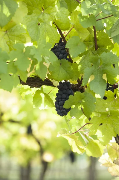 Vine Grape Victoria Island Vancouver Canada — Stockfoto