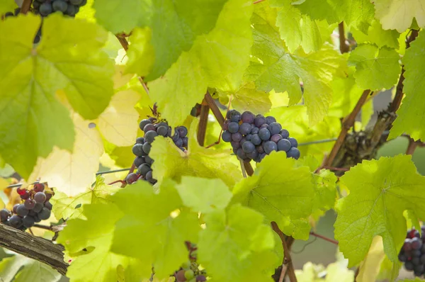 Asma, Üzüm, Victoria Adası, Vancouver, Kanada,