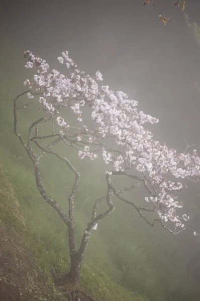 Alishan  Scenic Area, Alishan, Chiayi, Taiwan, Asia, Cherry Blossom,