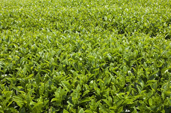 Alishan Scenic Area Alishan Chiayi Tajwan Azja Tea Tree Ogród — Zdjęcie stockowe