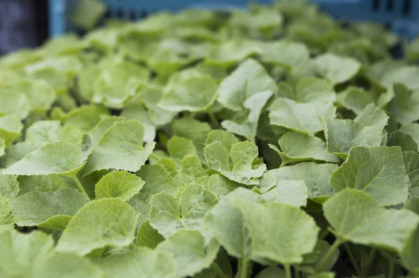 Gemüsegarten Taiwan Asien — Stockfoto