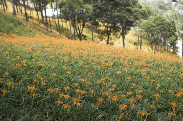 Day Lilies, Taitung, Taiwan, Asia,