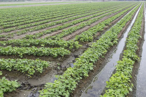  Chiayi' de yer fıstığı, Tayvan, Asya,