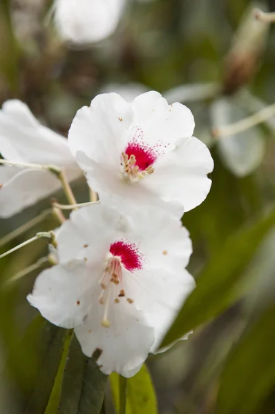 白山地区的樱花 — 图库照片