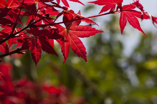 Alishan Manzara Alanı, Alişan, Chiayi, Tayvan, Asya, Acer palmatum cv. Atropuceum, Bitki,
