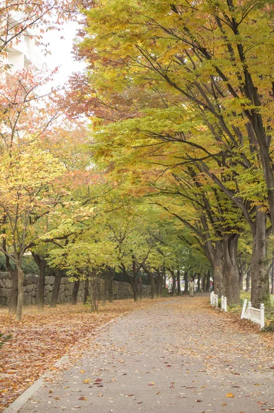 Ahornblätter Gyeongju Korea — Stockfoto