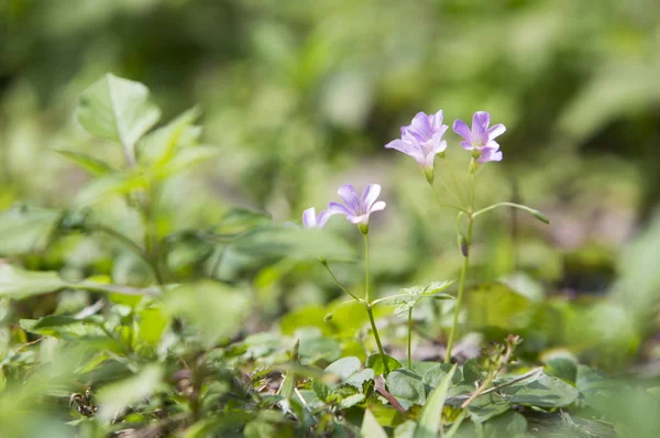 Fleurs Violettes Dans Nature — Photo