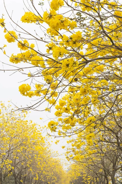 Tabebuia Chrysantha Zhanghua Taiwan Asia — Foto Stock