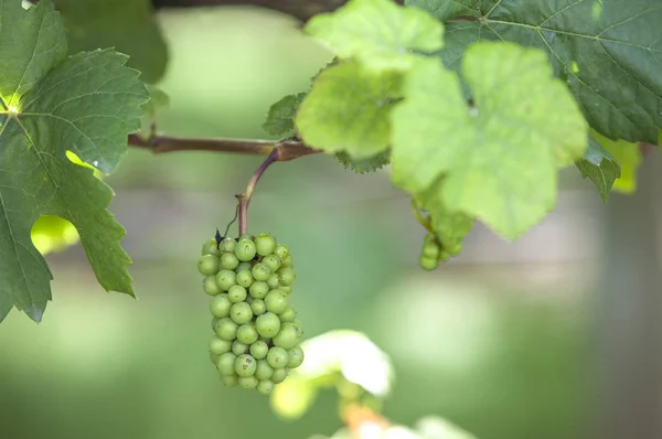 Vine Grape Victoria Island Vancouver Canada — Stock Photo, Image