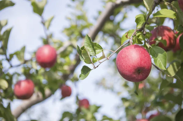 Arka Plan Üzerinde Kırmızı Elma Yakın Çekim — Stok fotoğraf
