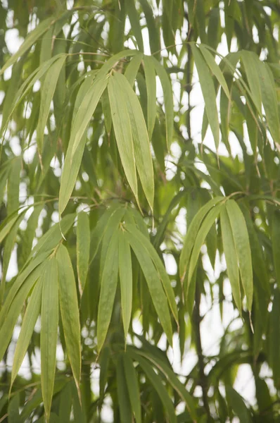 Alishan Manzara Alanı, Alişan, Chiayi, Tayvan, Asya, Bambu, Bitki,