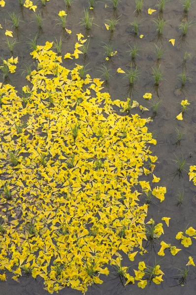 Zhanghua Taiwán Asia Tabebuia Chrysantha Arroz Con Cáscara — Foto de Stock