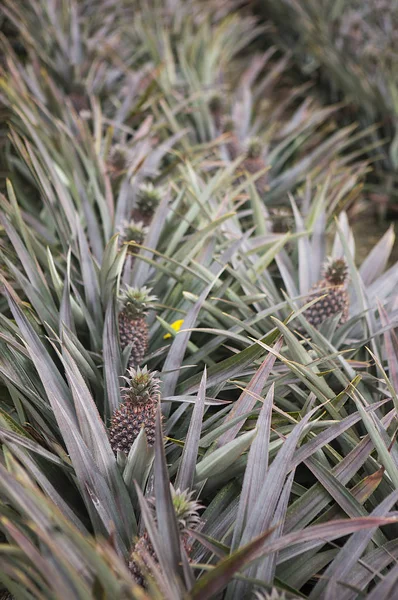 Piñas Frescas Fondo Cerca — Foto de Stock