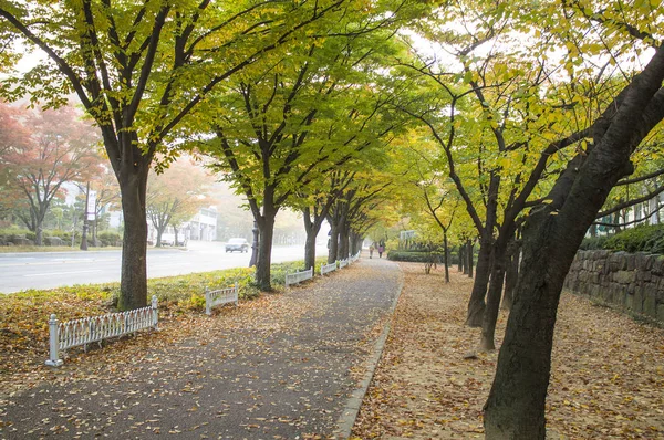 Ahornblätter Gyeongju Korea — Stockfoto