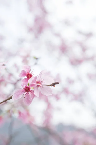 Красивый Цветок Сакуры Тайване Азия — стоковое фото