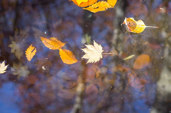 カエデの葉 水に浮かぶ アジア — ストック写真