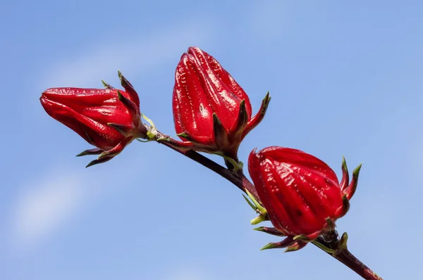 Flores Rosela Fondo Cerca — Foto de Stock