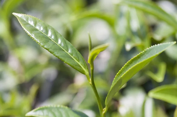 Alishan Scenic Area Alishan Chiayi Taiwan Azië Plant Aardige Tea — Stockfoto