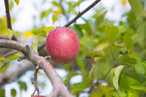 Manzana Roja Árbol Fondo Cerca — Foto de Stock