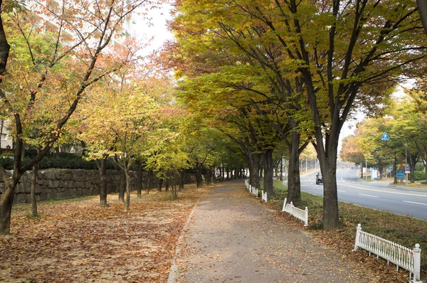 Кленовые Листья Кёнджу Корея — стоковое фото