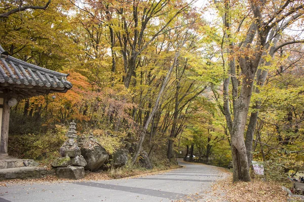 Ahornblätter Gayasan Park Korea — Stockfoto