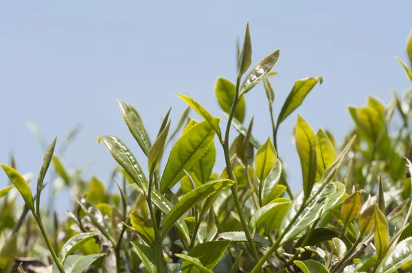 Alishan Scenic Area Alishan Chiayi Taiwan Azië Plant Aardige Tea — Stockfoto