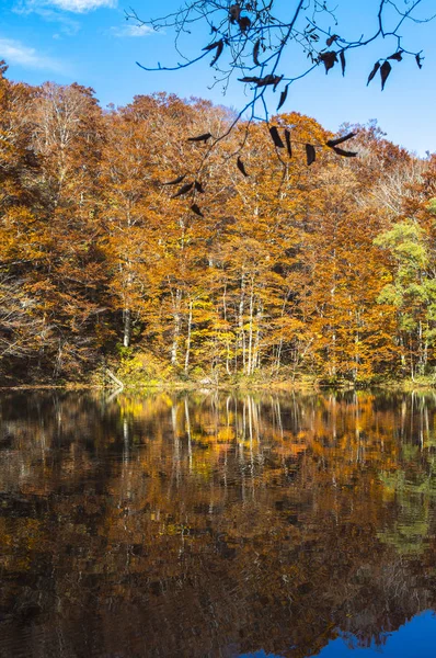 Árvores Bordo Com Folhas Japão Ásia — Fotografia de Stock