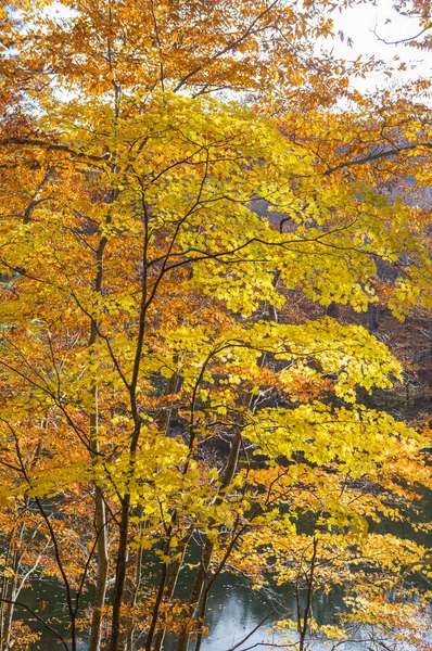 Árvores Bordo Com Folhas Japão Ásia — Fotografia de Stock