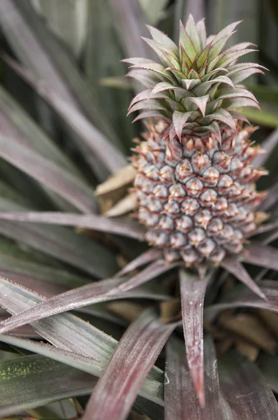 Fruta Piña Fondo Cerca — Foto de Stock