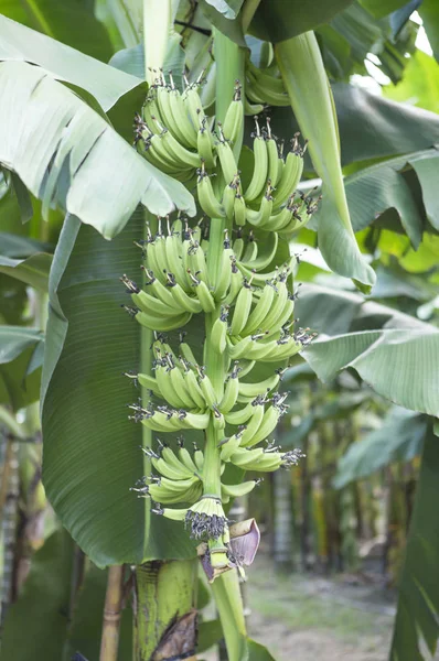Owoce Banana Gospodarstwie Zewnątrz — Zdjęcie stockowe