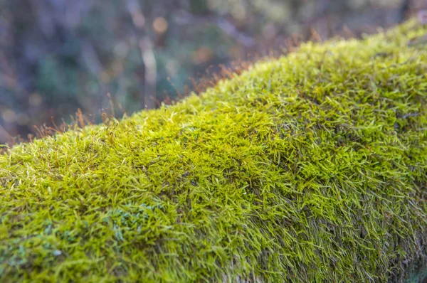 Akçaağaç Yaprağı Moss Japonya Asya — Stok fotoğraf