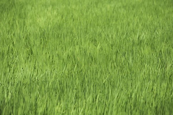 Arroz Paddy Paddy Taitung Taiwán Asia — Foto de Stock