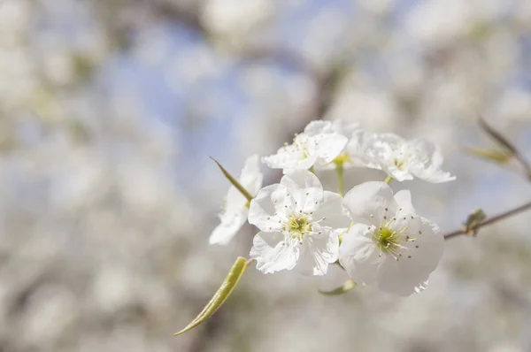 Pear Blossoms in Beijing, China, Asia