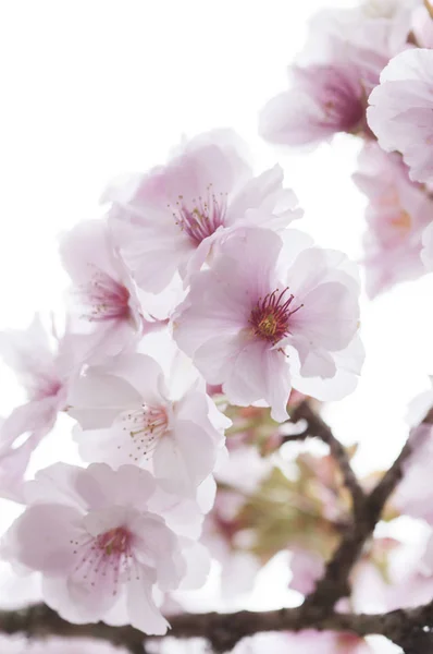 Alişan Manzara Alan Alişan Chiayi Tayvan Asya Kiraz Çiçeği — Stok fotoğraf