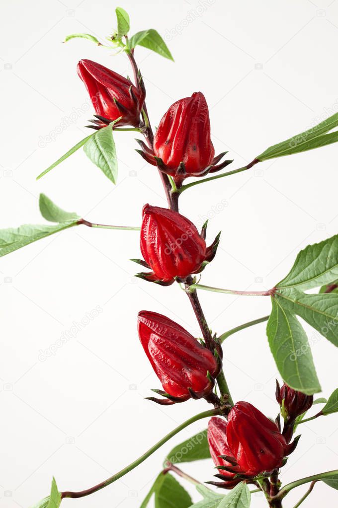 Roselle flowers on background,close up