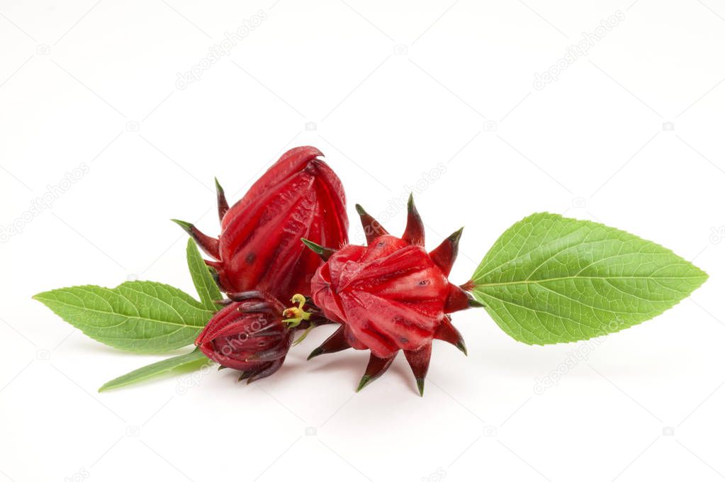 Roselle flowers on background,close up