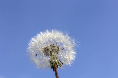 Karahindiba Park Seattle, ABD